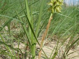 Orthochilus foliosus leaves